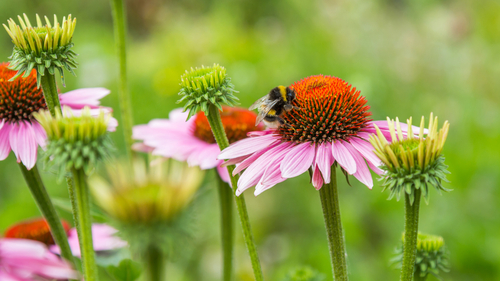 How To Make Your Family's Garden More Bee Friendly bumblebee